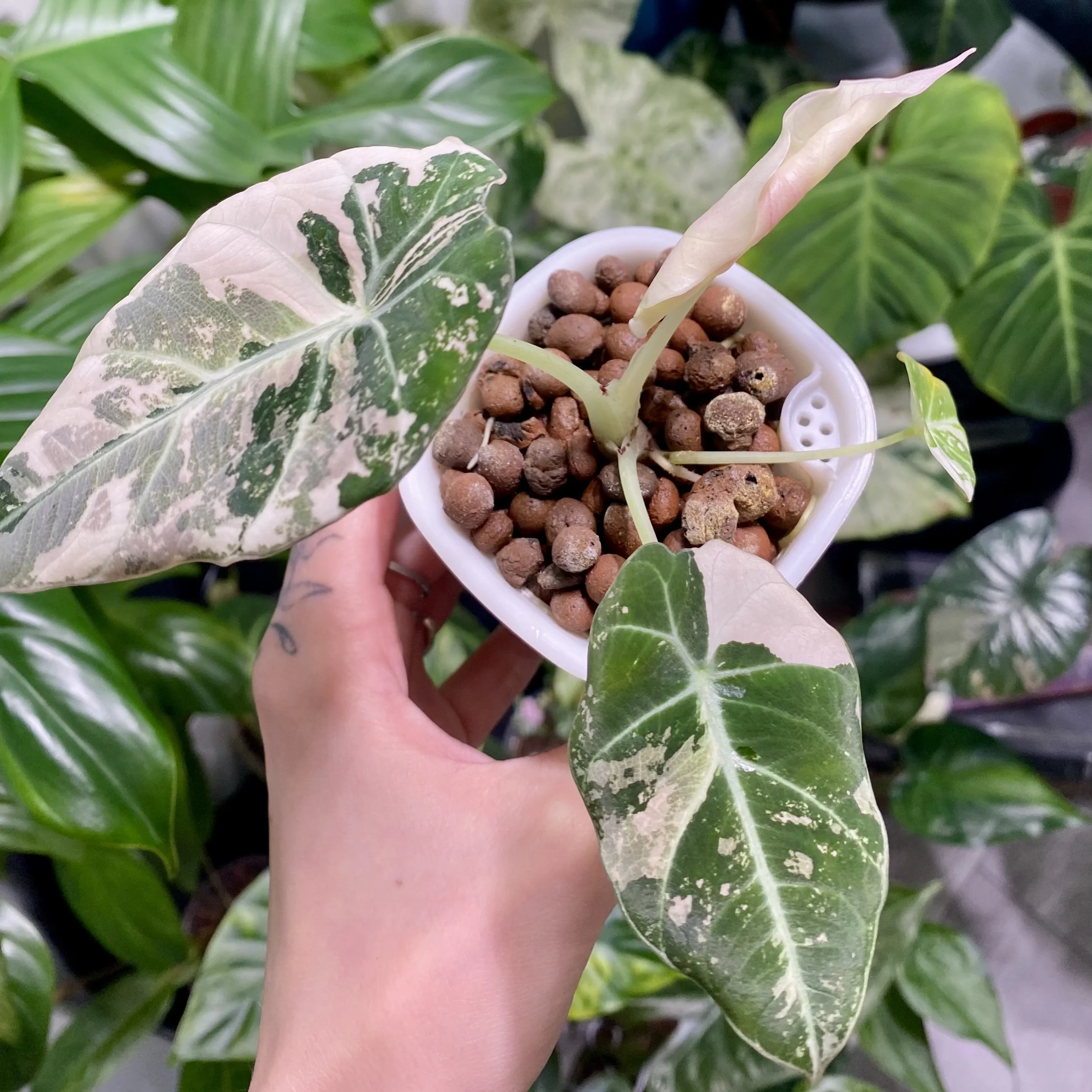 Alocasia 'Black Velvet Pink' — Savage Tropics